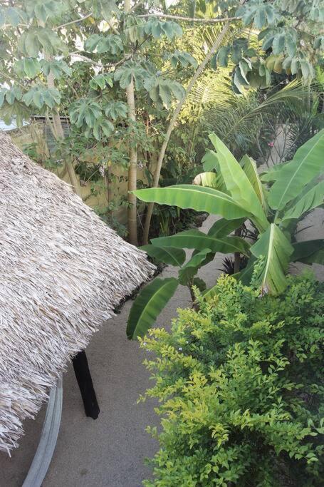 Jungla Bacalar Apartamento Exterior foto